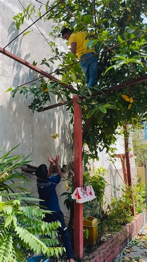 Give a solution to this water apples problem🤔|#waterapple #solution #youtube