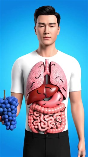 The Amazing Journey of Blue Grapes Inside your body | 3d Animated Content #sciencefacts #fyp #grapes #health #creatorsearchinsights