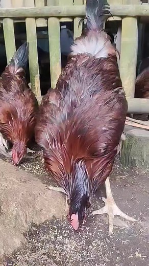 1K views · 19 reactions | Rhode Island Red chickens, often affectionately referred to as "Rhodies," have long been cherished by poultry enthusiasts for their striking appearance, dependable egg-laying abilities, and friendly disposition. #farmmanagement #sustainableliving #organicfarming #gardeninspiration #chickenfarming #rhodeislandred #fyiシ゚viralシ | Cyan & Jiyah Free Range Chicken | Facebook