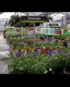 8.5M views · 769 reactions | Help you solve all the problems about plants! 陋 Can identify any plants and fruits！ Try it! | PictureThis | Facebook