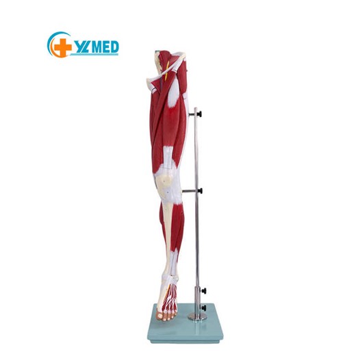 Medical Education Teaching Equipment Human Muscle Model Human Muscle Anatomy Model Muscles of the Human Leg 13 Parts