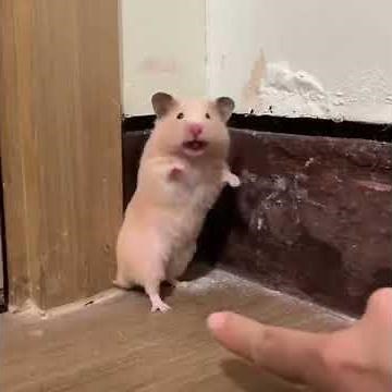 Shocked hamster makes a noise