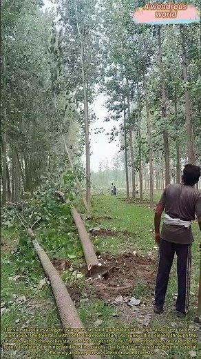 Toppling Giants: How One Tree Triggers a Perfect Timber Fall
