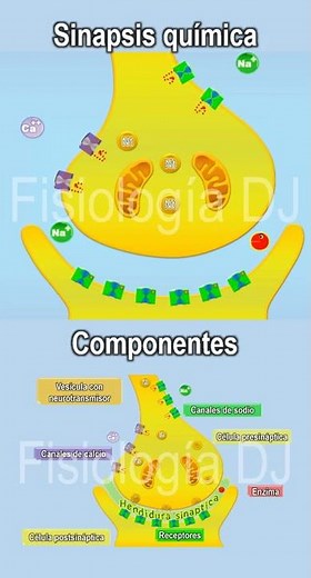 Sinapsis | Sinapsis neuronal | Sinapsis fisiología | Sinapsis química, proceso y componentes