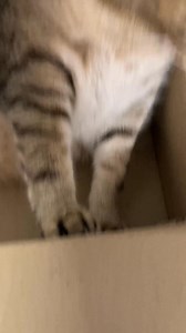 Loud purring in a box 😍 | Samy & Mury