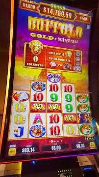 Buffalo Gold + Rising Jackpot!!