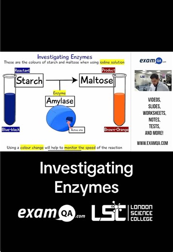 Investigating Enzymes: Understanding Reaction Rates