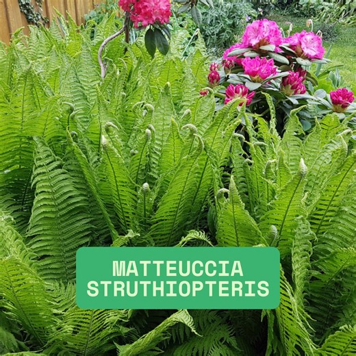Lush Woodland Elegance, Ostrich Fern Roots for Planting, Matteuccia Struthiopteris - Etsy
