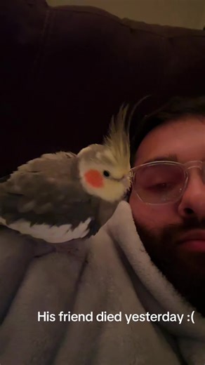 Rip momo