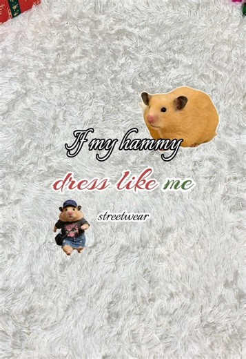 Adorable Hamster Streetwear Style Inspiration