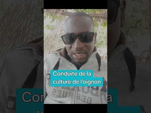 Conduite de la culture de l’oignon