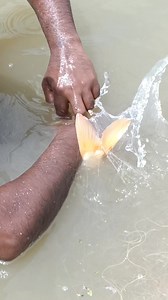 Medakkar fish gill net fishing #facebookreels #medakkar #shorts #gillnetfishing | M Fishing Life