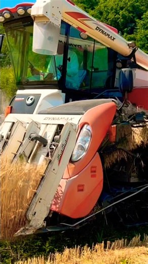 Japanese Combine Harvester | Kubota ER572 Wheat Harvest #kubota 農業 #現代農業 #farming #machinerychannel