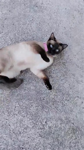 Rekli smo ‘uđi’… i nastao je šou 😂🔥 #svetbiologije #priroda #cats #cat #nature#animals#naturelover