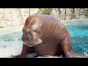 L'été à l'Aquarium du Québec - Sépaq
