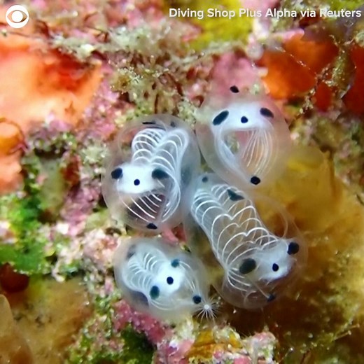 345K views · 12K reactions | SKELETON PANDA SEA SQUIRT: A new species...