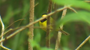 Migratory birds making their way through Houston