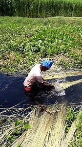 25K views · 122 reactions | Beat-Break-Jerk Method of Srtipping Jute...