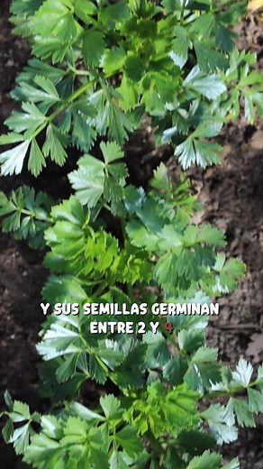 Perejil: La hierba aromática que embellece tus platos #parsley #perejil #datoscuriosos #curiosidades #SabiasQue | Entre Lo Raro Y Lo Real