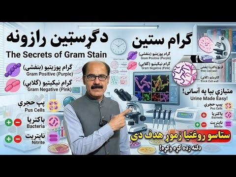 Gram Positive vs Gram Negative Bacteria + Urine R/E Interpretation | Complete Guide