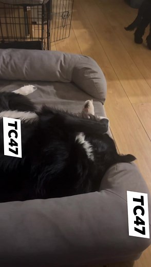 Spider or bus? | TeamCasp47