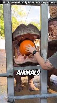 Animals that explode like bombs. #facts #animalfacts #wildlife