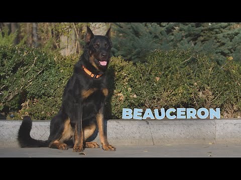 Beauceron Dog Breed - Facts and Personality Traits [4k Video]