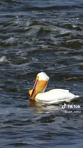 American White Pelican Catches, Eats Huge Walleye Fish, Slow Motion | pelican