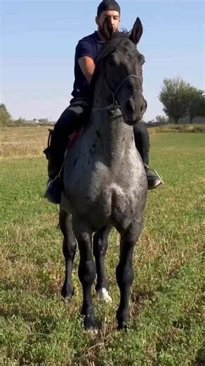 «Ат — адамның қанаты емес, ар-намысының көлеңкесі: иесін биікке де, төменге де өзі апарады #рекомендации #😍😍😍 #🐴 #fyppppppppppppppppppppppp #biscoitocut