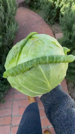 Cabbage harvest 😋
