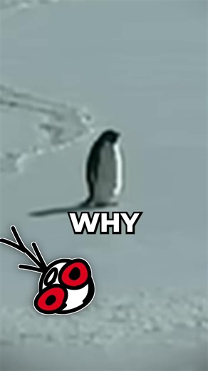 Penguin #ninye | Penguin