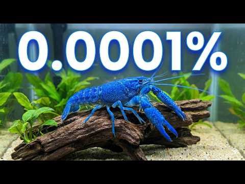 I Accidently Raised a 1 in a Million Crawfish