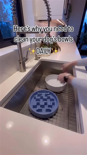 Rachel Hoch on Instagram: "When was the last time you washed your dog’s bowls? It you can’t remember, it’s time! Studies show that pet bowls are one of the germiest spots in your home-yep, even grosser than your kitchen sponge. Bacteria like Salmonella and E. coli can build up quickly if bowls aren’t cleaned regularly. Here’s the scoop: 🧽 Wash food bowls daily with hot, soapy water. 💦 Rinse water bowls every day and deep clean them at least once a week. Pro tip: Avoid plastic bowls if you can-