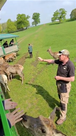 Feeding Deer at the Deer Park 🦌🌿 | Cute & Peaceful Nature Moment