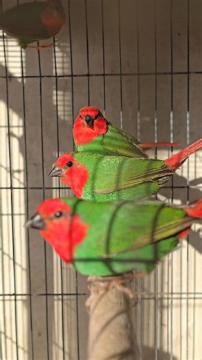 Red-throated Parrot Finch 💚❤️ วันนี้อากาศอุ่นขึ้น พาอาบน้ำ อาบแดด แข็งแรงดีทุกตัว ❤️💚 #Parrotfinch​ #wsfinch​ #Finchesbreeding | WS Finch