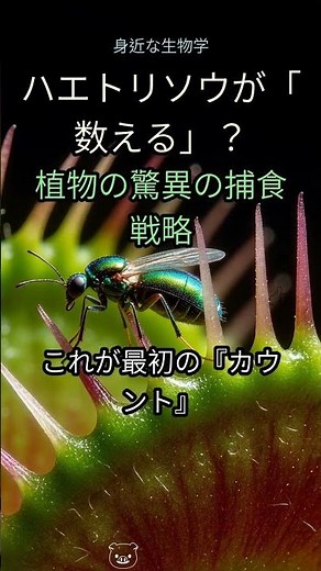 48. 衝撃！ハエトリソウが『数える』驚きのメカニズムを徹底解剖！🤯🌿【植物の秘密】 #ハエトリソウ #食虫植物 #植物の秘密 #自然科学 #驚きのメカニズム #生物学 #捕獲戦略 #進化の