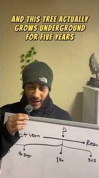 The lag period between an action and its result, often referred to as time lag or lag effect.