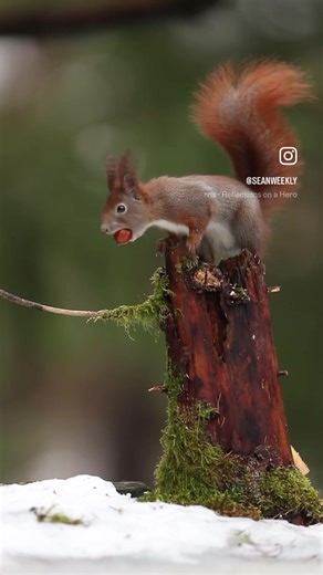 Exploring Poland's Charming Woodland Wildlife