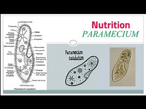 Nutrition in Paramecium