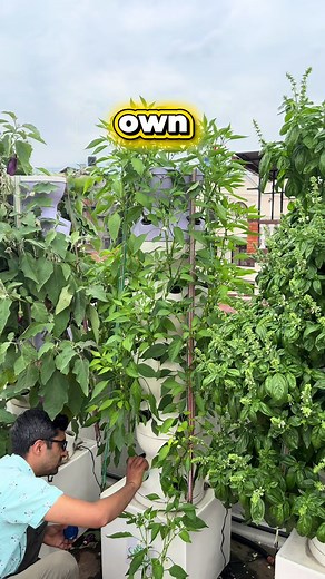 Hydroponics Farming: How to Grow Food on a City Rooftop