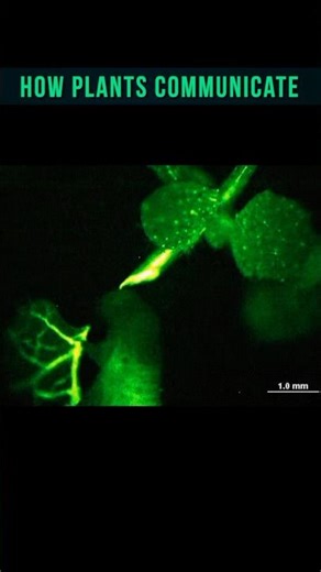 How plants communicate