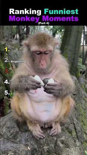 Ranking Funniest Monkey Moments (Part 4)