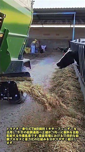 トラクターによる牛舎へのTMR飼料自動給餌作業 #works #farming #tractor #dairyfarm #feed