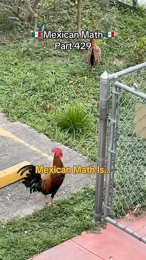 Mexican Math Part 429 🇲🇽 A Mexican Neighborhood Is Not A Mexican Neighborhood Unless It Has Chickens Roaming Around 😂😂😂 We Didn’t Have To Worry About Egg Prices 😂 What’s Your Take On Mexican Math? #mexicanmemes #mexicanproblems #mexicanmath #girlmath #boymath #mexicanneighborhood #chistes #contentcreator #mexicancontentcreator #miamicontentcreator #explorepage #instadaily #mexicomagico #chistoso #videosgraciosos #funnymemes #funnyreels #latinosbelike #latinosenmiami #latinosenusa #humorlat