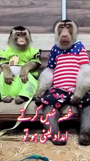 Funny Monkey Dubbing Compilation | Nature Lover Entertainment