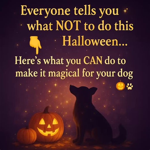 Everyone talks about what not to do with your dog at Halloween. Here’s what you can do to make it magical. ✨🐾 🍬 Trick for a treat. Teach a fun new skill — like spins or twists — to build focus and connection. 👉 Follow us, comment “Spooky,” and share this post — we’ll send you how to teach them both! 👻 🌙 Go on a “Spooky Sniffari.” Let your dog explore crunchy leaves, glowing decorations, and mysterious scents — enrichment that’s pure autumn magic. 🔮 Play the “Hocus Pocus Focus” game. A simp