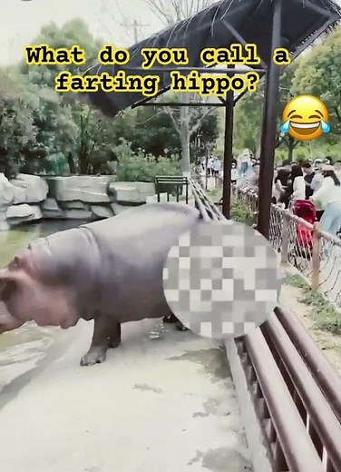 Funny farting hippo moves entire crowd of zoo visitors!