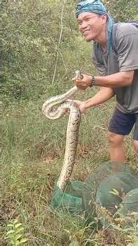 សង្គ្រោះស្តេចពស់ King Python is Rescued in 2 minutes!