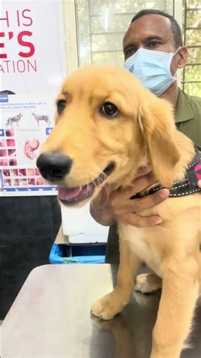 আজ Lili-র vaccination comp💉একটু ভয় পেলেও খুব সাহসী ছিল ❤️