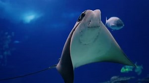 Stingrays in Huge Aquarium at Oceanarium Observing the Life of Animals